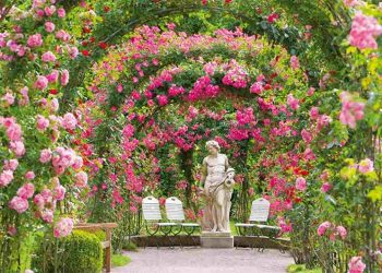 Hoa hồng là một trong những loài hoa được yêu thích nhất