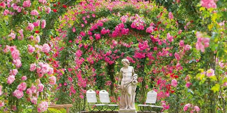 Hoa hồng là một trong những loài hoa được yêu thích nhất