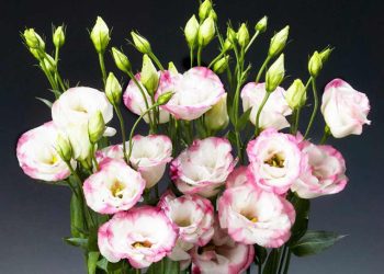 Nguồn gốc và đặc điểm hoa cát tường