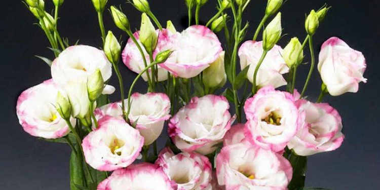 Nguồn gốc và đặc điểm hoa cát tường