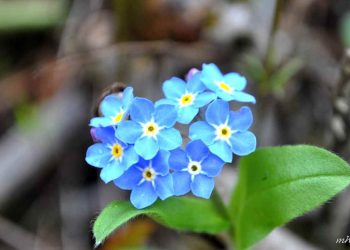 Nguồn gốc hoa lưu ly