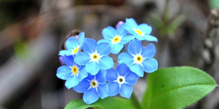 Nguồn gốc hoa lưu ly