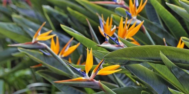 Nguồn gốc hoa thiên điểu