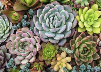 Nguồn gốc của hoa sen đá