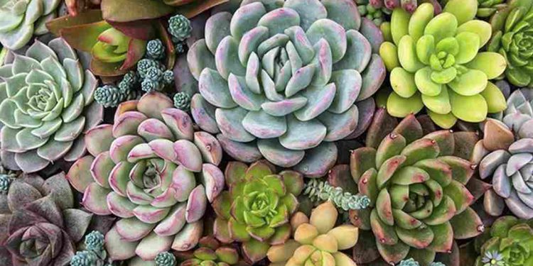 Nguồn gốc của hoa sen đá