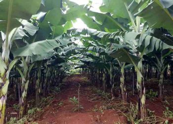 Nhà vườn không gian rộng rãi thích hợp trông cây hoa chuối