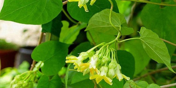 Hoa thiên lý ít năng lượng và chứa rất ít calo