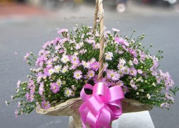 Tặng Hoa Thạch Thảo làm quà sinh nhật