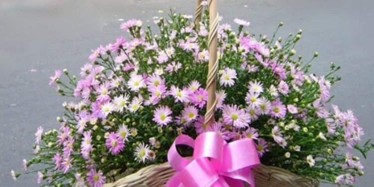 Tặng Hoa Thạch Thảo làm quà sinh nhật