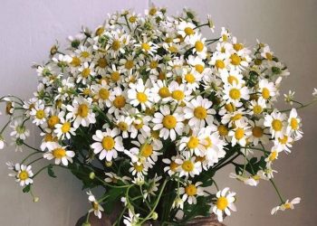 Phân loại cúc tana