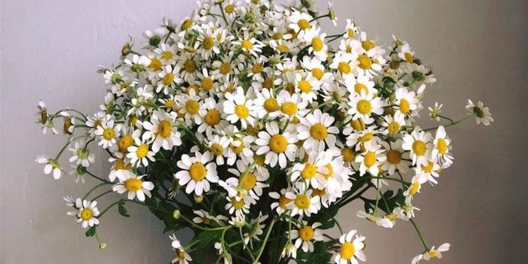 Phân loại cúc tana