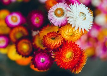 Hoa bất tử có đặc điểm gì