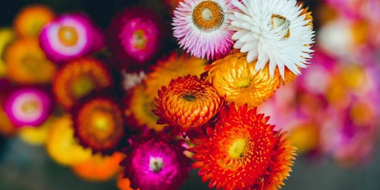 Hoa bất tử có đặc điểm gì