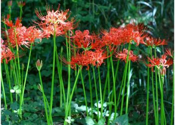 Hình ảnh hoa bỉ ngạn đỏ