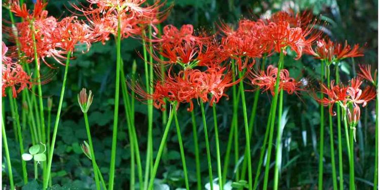 Hình ảnh hoa bỉ ngạn đỏ