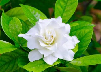 Hoa dành dành hay còn được gọi là chi tử