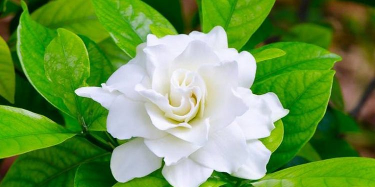 Hoa dành dành hay còn được gọi là chi tử