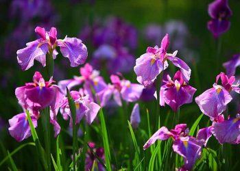 Các loại hoa diên vĩ phổ biến nhất là?