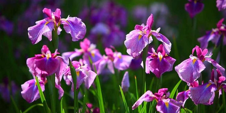 Các loại hoa diên vĩ phổ biến nhất là?