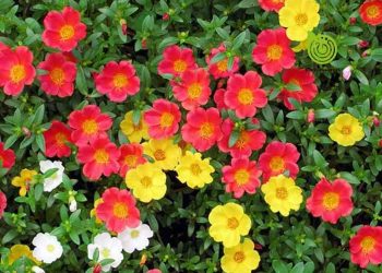 Hoa Mười Giờ là một loài cây hoa đẹp và thường gặp trong vườn hoa