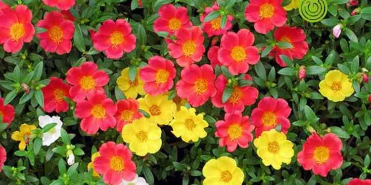 Hoa Mười Giờ là một loài cây hoa đẹp và thường gặp trong vườn hoa