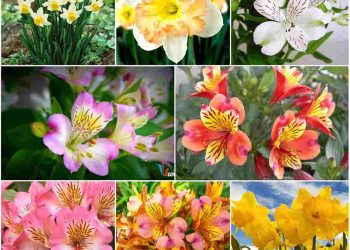 Các Loại Hoa Thủy Tiên Phổ Biến theo màu sắc
