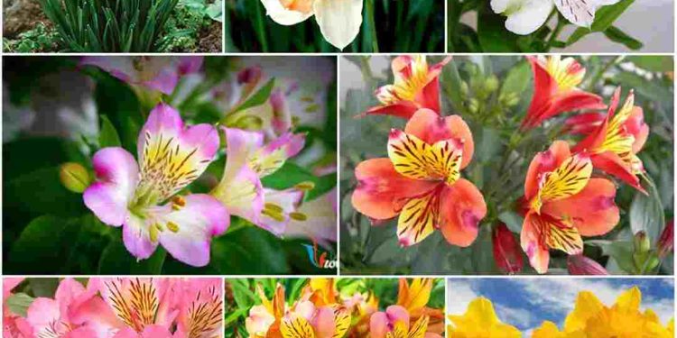 Các Loại Hoa Thủy Tiên Phổ Biến theo màu sắc