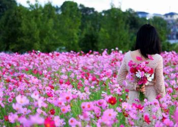 Cách giữ cho cánh hoa khỏe mạnh