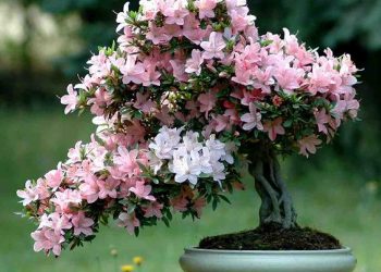 Cách chọn giống