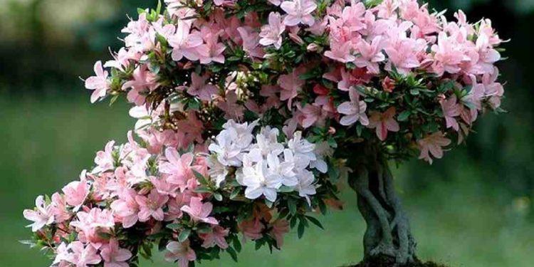 Cách chọn giống