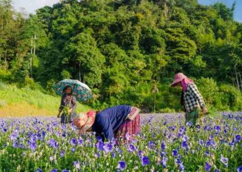 Hoa chuông là một loại hoa được sử dụng rộng rãi trong cuộc sống