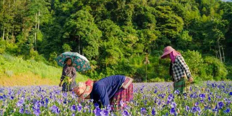 Hoa chuông là một loại hoa được sử dụng rộng rãi trong cuộc sống