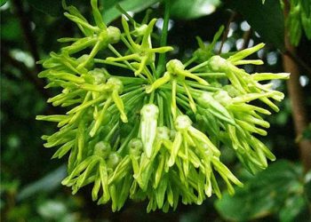 Nguồn gốc và phân bố của cây hoa thiên lý