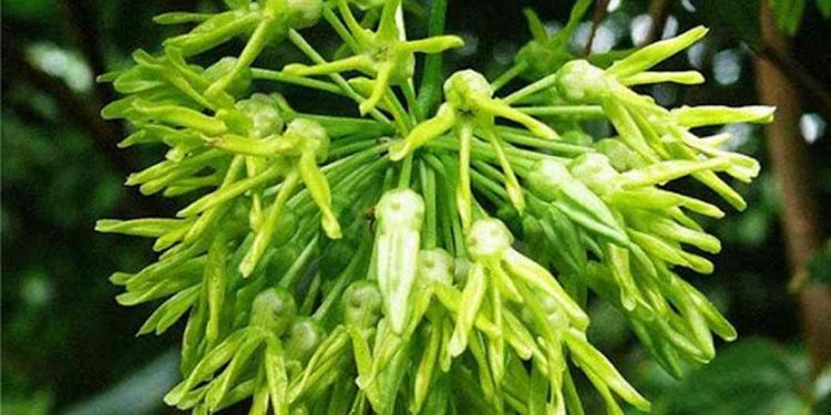 Nguồn gốc và phân bố của cây hoa thiên lý