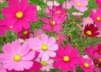 Tác dụng hoa cánh bướm trong Y Học