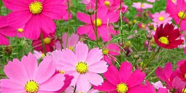 Tác dụng hoa cánh bướm trong Y Học