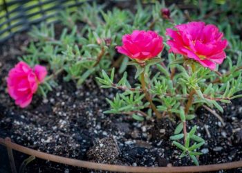 Công dụng của hoa mười giờ