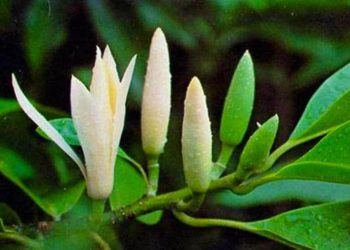 Các lợi ích sức khỏe của hoa ngọc lan