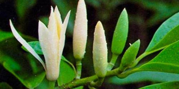 Các lợi ích sức khỏe của hoa ngọc lan