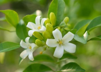 Hoa nguyệt quế là một loại hoa được sử dụng rộng rãi trong y học cổ truyền