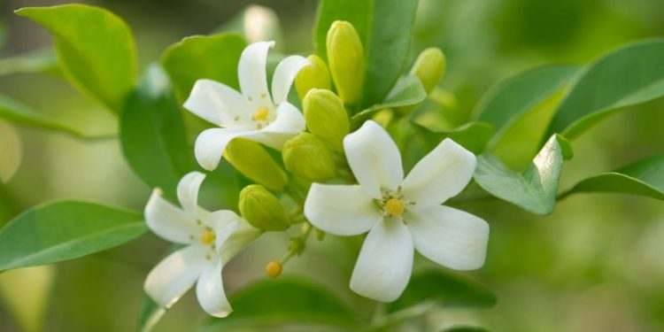 Hoa nguyệt quế là một loại hoa được sử dụng rộng rãi trong y học cổ truyền
