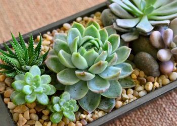 Các lợi ích của việc sử dụng hoa sen đá