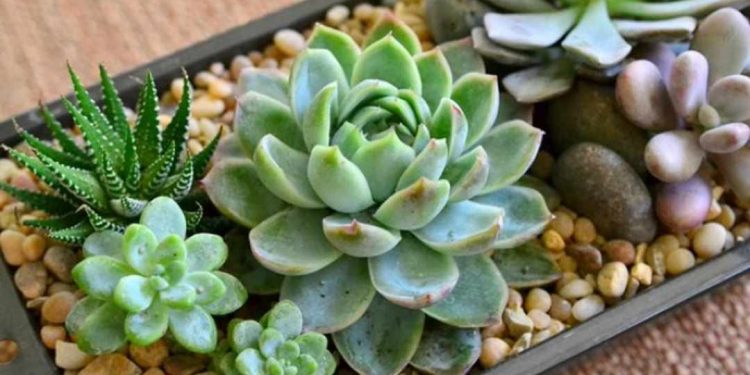 Các lợi ích của việc sử dụng hoa sen đá