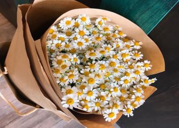 Cúc Tana quà tặng ý nghĩa cho lễ Tình Nhân!