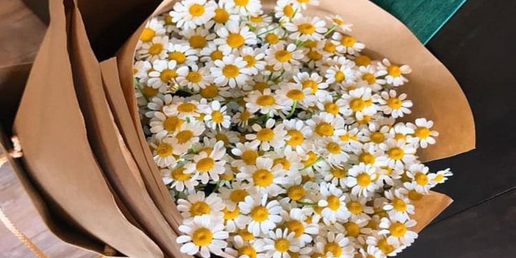 Cúc Tana quà tặng ý nghĩa cho lễ Tình Nhân!