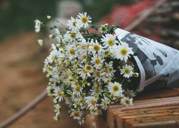 Hoa cúc họa mi là một trong những loại hoa được sử dụng phổ biến