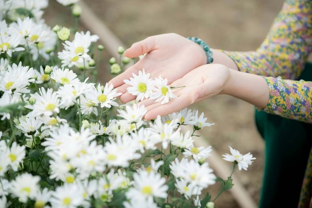 Tặng hoa cúc hoa mi để làm nên ngày lễ đặc biệt