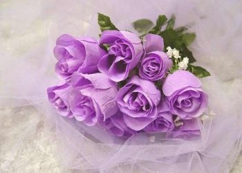Cách Tặng Hoa Hồng Tím Để Thể Hiện Sự Yêu Thương