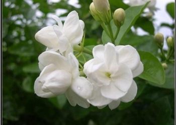 Hoa hải đường trắng là một loại hoa đẹp và phong phú