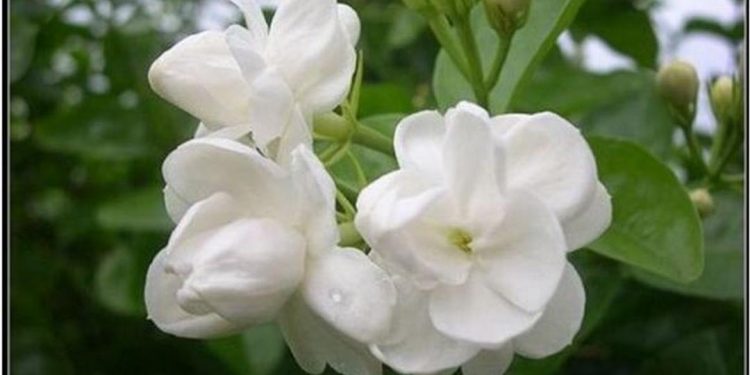 Hoa hải đường trắng là một loại hoa đẹp và phong phú